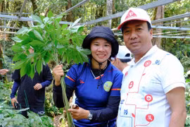 Vượt núi cao tìm “quốc bảo” sâm Ngọc Linh
