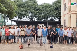 Gia Lai: Đột kích sới gà quy mô lớn, bắt giữ 31 đối tượng 