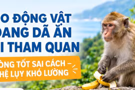 Cho động vật hoang dã ăn khi tham quan: Lòng tốt sai cách, hệ lụy khó lường