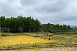 Bất ngờ bị yêu cầu nộp thêm tiền sử dụng đất, người dân cần làm gì?