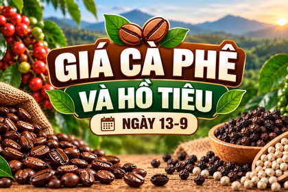Ngày 13-9, giá cà phê giảm nhẹ 500 đồng/kg, hồ tiêu ổn định