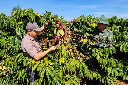 Công ty Cà phê Ia Sao 2: Dấu ấn 40 năm trên đất Tây Nguyên