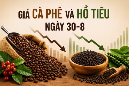 Ngày 30-8: Cà phê tiếp tục giảm, hồ tiêu mất 1.000-1.500 đồng/kg