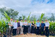 Gia Lai trao 11.100 cây dừa giống, tiếp sức “Xanh hóa Trường Sa”