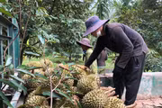 Sầu riêng qua cơn sốt giá