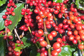 Ngày 2-5, giá cà phê đảo chiều giảm sâu 1.100-1.200 đồng/kg