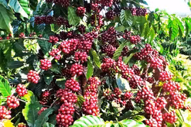 Giá cà phê giảm nhẹ, lùi về 87.000 đồng/kg