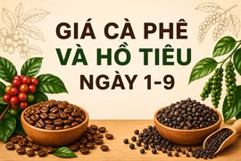 Ngày 1-9, giá cà phê tăng 400 đồng/kg, hồ tiêu đi ngang