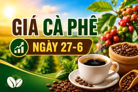 Giá cà phê ngày 27-6: Vượt mốc 90.000 đồng/kg