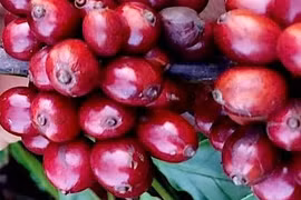 Giá cà phê tăng trở lại, hồ tiêu đi ngang trong ngày 4-6