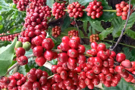 Đồng loạt tăng 1.400 đồng, giá cà phê nội địa vượt mốc 89.000 đồng/kg