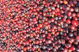 Cà phê quay đầu giảm mạnh 1.800 đồng/kg trong ngày cuối tháng 5