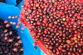 Cà phê quay đầu giảm giá, lùi về mức 86.500 đồng/kg