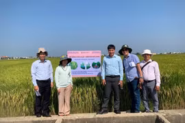 Sản xuất giảm phát thải trong lĩnh vực trồng trọt: Mở hướng tham gia thị trường tín chỉ carbon