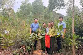 Người dân giao nộp tê tê, rùa núi vàng quý hiếm