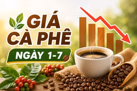 Giá cà phê ngày 1-7: Giảm 600 đồng, thấp nhất 88.800 đồng/kg