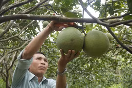Tạo sinh kế bền vững từ liên kết sản xuất.