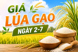 Giá lúa gạo ngày 2-7: Giữ mức ổn định cả trong nước lẫn xuất khẩu
