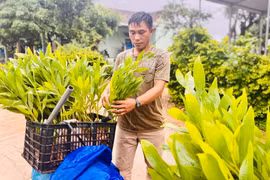 Vi phạm về sản xuất, buôn bán giống cây trồng bị phạt tới 50 triệu đồng