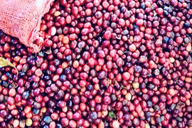 Giá cà phê quay đầu tăng, lên 96.000 đồng/kg