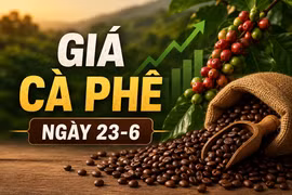 Giá cà phê ngày 23-6: Tăng nhẹ, cao nhất 89.300 đồng/kg
