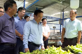 Phó Chủ tịch Thường trực UBND tỉnh Gia Lai làm việc với Công ty Nông nghiệp HAGL - Stung Treng