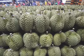 Thái Lan ngăn chặn sầu riêng non, kém chất lượng xâm nhập thị trường