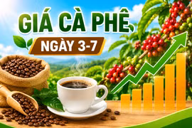 Giá cà phê ngày 3-7: Đồng loạt tăng mạnh 1.600 đồng/kg