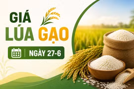 Giá lúa gạo ngày 27-6: Gạo xuất khẩu đồng loạt tăng, đạt 347-512 USD/tấn