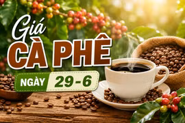 Giá cà phê ngày 29-6: Đi ngang phiên đầu tuần