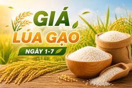 Giá lúa gạo ngày 1-7: Một số loại lúa tươi giảm thêm 100 đồng/kg
