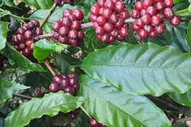 Ngày 5-5, giá cà phê giảm 900-1.000 đồng/kg