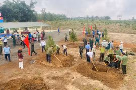 Gia Lai đẩy nhanh tiến độ trồng rừng trong mùa mưa