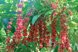 Giá cà phê trong nước giảm về sát mốc 97.000 đồng/kg