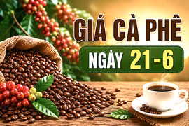 Ngày 21-6: Giá cà phê trong nước ổn định, neo ở mức cao