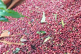 Tăng thêm 800 đồng, cà phê trong nước vượt mốc 86.000 đồng/kg
