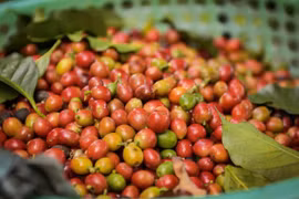 Giá cà phê tiếp tục tăng đến 1.500 đồng/kg, hồ tiêu giảm sâu