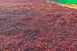 Giá cà phê nội địa tăng mạnh, đạt mốc 88.000 đồng/kg