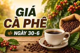 Giá cà phê ngày 30-6: Thị trường nội địa ổn định, thế giới tăng mạnh
