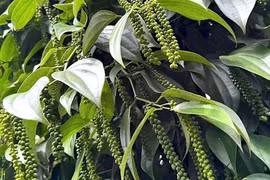 Giá hồ tiêu tăng 1.000 đồng/kg tại một số địa phương, cà phê giảm nhẹ