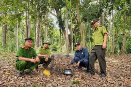 Vườn Quốc gia Kon Ka Kinh tái thả 15 cá thể động vật quý hiếm về môi trường tự nhiên