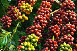 Đảo chiều tăng, giá cà phê nội địa lấy lại mốc 85.500 đồng/kg