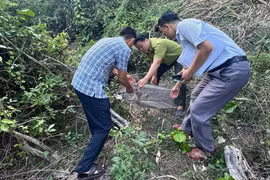 Thả cá thể tê tê quý hiếm về rừng tự nhiên