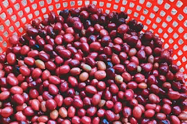 Ngày 19-5, giá cà phê giảm 600-700 đồng/kg