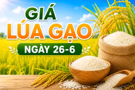 Giá lúa gạo ngày 26-6: Gạo nguyên liệu xuất khẩu khởi sắc