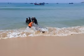 Sinh vật mắc cạn, chết ở vùng biển Vĩnh Hội là cá voi mõm khoằm Cuvier