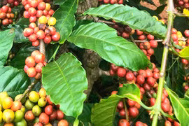 Cà phê tăng mạnh 4.500 đồng trong tuần qua, tiến sát mốc 90.000 đồng/kg