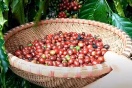 Giá cà phê trong nước bật tăng 1.000 đồng/kg