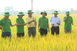 Năng suất đạt 9,5 tấn/ha từ mô hình lúa “Hành trình xanh”