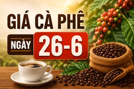 Giá cà phê ngày 26-6: Tăng thêm 700 đồng, lên mức 89.400 đồng/kg